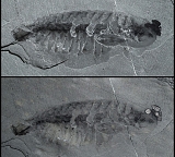 opabinia fossil